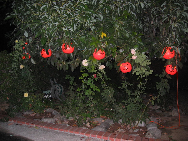 IMG_0545.JPG