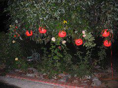 IMG_0545.JPG